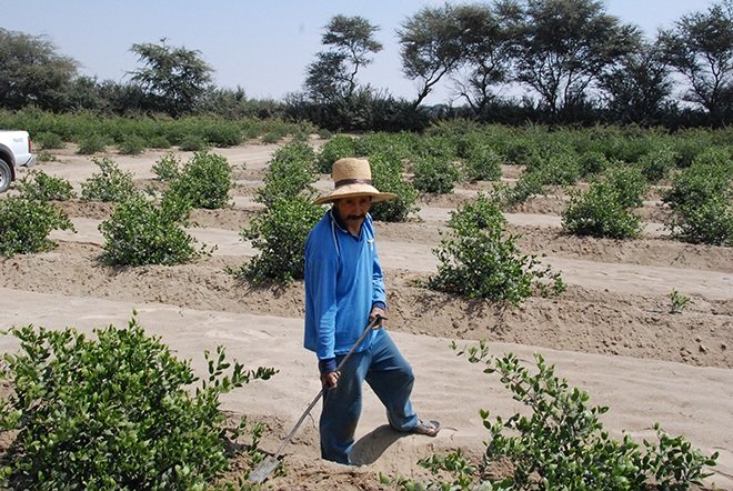 Man cares jojoba plants