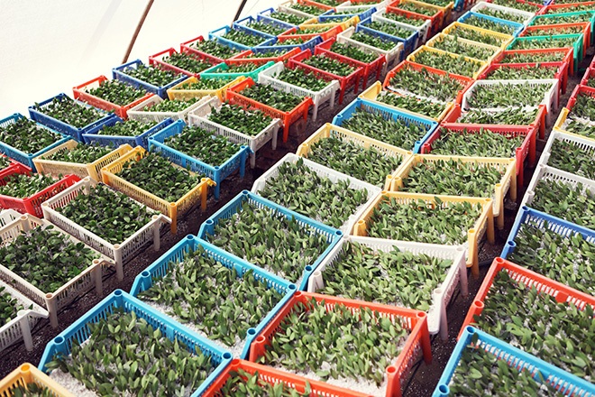 jojoba planting boxes