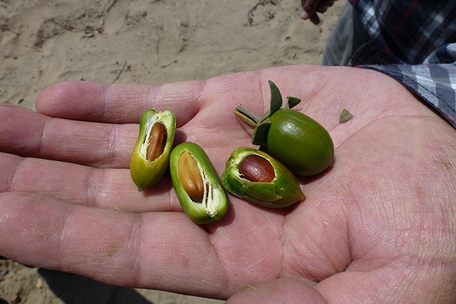 jojoba seeds on hand