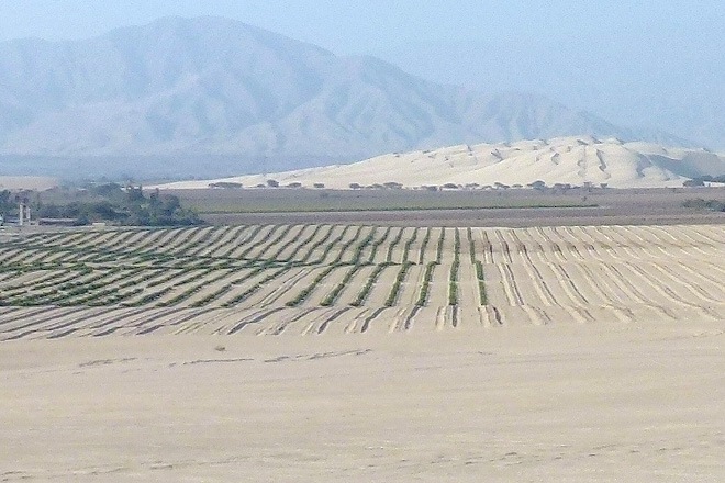 green desert