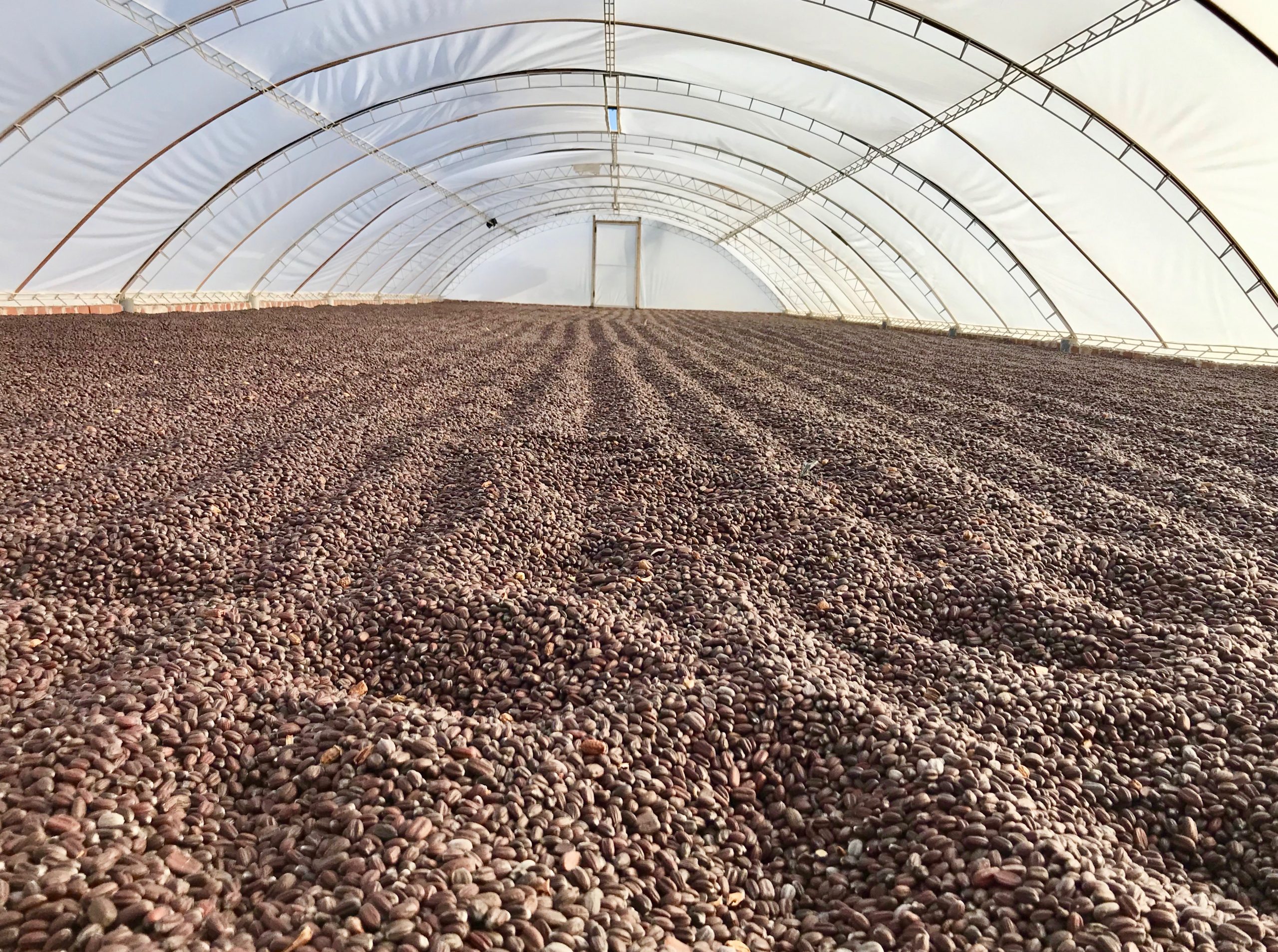 Drying jojoba seeds