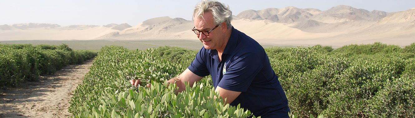 Christian Wätjen jojoba Field